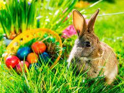 Conejo de pascua