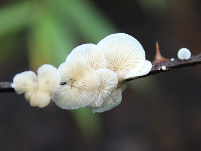 Crepidotus